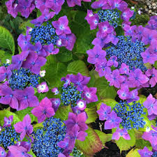 Happy Enough With The Bargain Hydrangea From Lidl Just To Fill A Wee Corner However Not Exactly The Red Colour The Ticket Says Colou Hydrangea Lidl Color