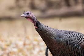 Check spelling or type a new query. Wild Turkey Meleagris Gallopavo Natureworks