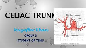 Abdominal aorta • it begins at the aortic hiatus of the diaphragm, anterior to the lower border. Celiac Trunk