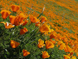 Check spelling or type a new query. Ca Native Plants For Drought Thirsty Bay Area Gardens Pacific Nurseries