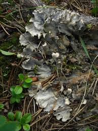 Image result for Landolphia rufescens