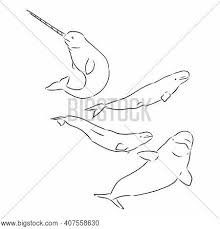 Killer whale coloring pages marine animal beluga brilliant page. Graphic Beluga Whale Vector Photo Free Trial Bigstock