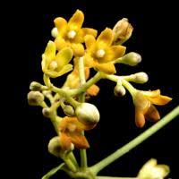 Image result for Secamone punctulata