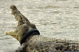 We did not find results for: Di Palu Buaya Muara Makin Agresif Karena Kehilangan Habitat Halaman All Kompas Com