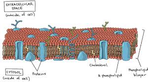 Cell wall gives shape and protection to plant cells. Plasma Membrane And Cytoplasm Article Khan Academy