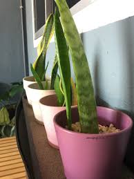 You wine them, dine them, and then spray them with. Kenapa Pokok Lidah Mertua Tiba Tiba Viral Dulu Tak Pandang Pun Blog Sihatimerahjambu