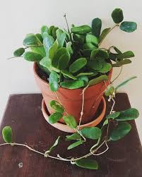 Hoyas for sale at brads greenhouse, we don't just import and sell hoya's, we grow hoya's! 22 Plant Wishlist Ideas In 2021 Plant Leaves Plants Philodendron