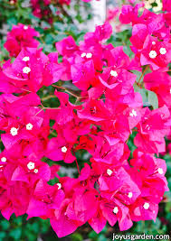 We did not find results for: How Bougainvillea Comes Back After A Freeze