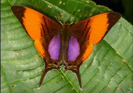 Daggerwing Marpesia Marcella Marcella Nasekomye Babochki