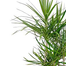 Image result for Dracaena laxissima