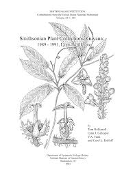 Image result for Cassipourea mollis