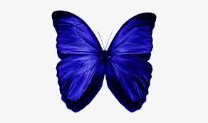 Glasswing butterfly insect computer icons blue free png image. Butterflies Clipart Dark Blue Purple And Green Butterflies Png Image Transparent Png Free Download On Seekpng