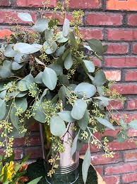 Seeded Eucalyptus Is A Myth Upper Village Blooms