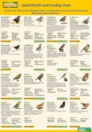 Bird Spotting See Nature Observing Nature In Your School