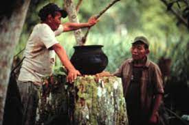 Taking Ayahuasca In Peru Peru Hop