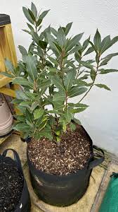 Image result for bay leaf bush foto