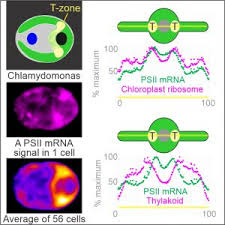Check spelling or type a new query. Plantae The Photosystem Factory In Chloroplasts Plantae