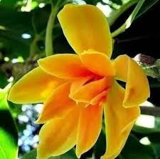 Image result for Crepidorhopalon