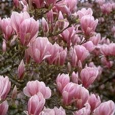 Image result for magnolia soulangeana