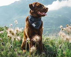dog wearing a bandanaの画像