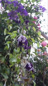 We did not find results for: Gipsy Queen Takes A Turn For The Worse Clematis In Seattle