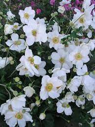 Anemone Honorine Jobert Bluestone Perennials Rabbit Resistant Plants Flowers Perennials Pollinator Plants