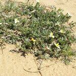 Image result for Menodora heterophylla