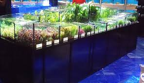 Tropical Aquarium Manufacturing Freshwater Plants Tropical Aquarium Aquarium Shop