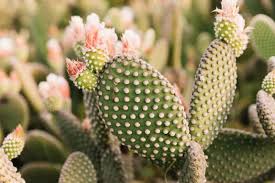 Check spelling or type a new query. Flowering Succulents You Can Brag About You Had Me At Gardening