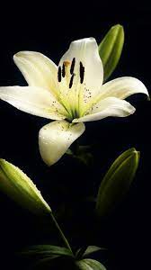 There is a small white border to make framing easier. White Lily Wallpapers Top Free White Lily Backgrounds Wallpaperaccess