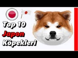 Top 10 Japon Kopekleri Youtube