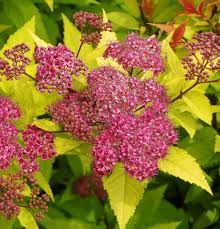 Its relatively fine texture sets it apart from other landscape plants with less refined foliage. Shrubs With Gold Foliage Mike S Garden Top 5 Plants