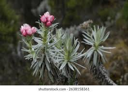 Image result for Jasminum meyeri-johannis