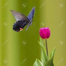 We have lots of inspirational perennial flower garden designs and ideas for your yard. Butterfly On Nice Flower For Adv Or Other Purpose Use Stock Photo Picture And Royalty Free Image Image 15473994