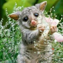 Wombat Baby There Are Three Species Of Wombats All Living In Australia They Are The Koala S Closest Relative Cute Animals Cute Baby Animals Animals Beautiful