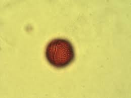 Image result for Galactia striata