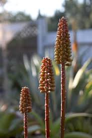 Image result for Aloe cameronii × christianii