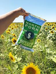 The north fork sunflower maze in mattituck is a huge attraction for long islanders and others during the summer and early fall months, with good reason. Our Trip To The North Fork Sunflower Maze Showit Blog