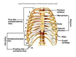 It connects to the ribs via cartilage and forms the front of the rib cage, thus helping to protect the heart, lungs, and major blood vessels from injury. Sternum And Ribs High School Anatomy Youtube