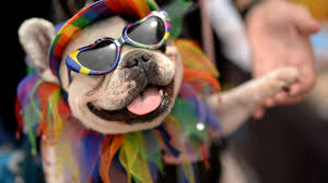 Ask your coworkers, members, and/or their families to bring their friendly dogs to your community. When Are The Dog Days Of Summer Salon Com
