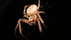 Found a camel spider the size of a sharpie cap on a oil site in eastern colorado. These Are The Biggest Spiders In The World