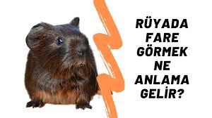 Ruyada Fare Gormek 5 Anlami Ve Aciklamalari By Pati Medium