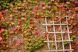 Boston ivy & virginia creeper at plantmark wholesale nuseries. Ivy Plants Near Walls Is Boston Ivy Growing Up Brick Surfaces Ok