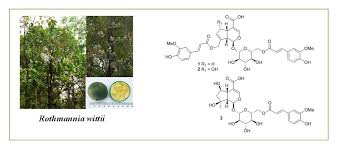 Image result for Psydrax subcordata