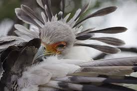 Birds Of A Feather Movie The Secretary Bird Is So Gorgeous It Could Easily Become A Character In A Pixar Movie In 2020 Birds