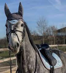 Sky And Sand Design And Picture By Corly Kugelblitz Cute Horses Horses Beautiful Horses