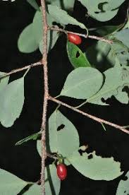 Image result for Erythroxylum zambesiacum