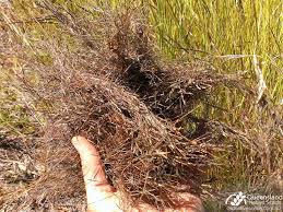 Image result for Heteropogon