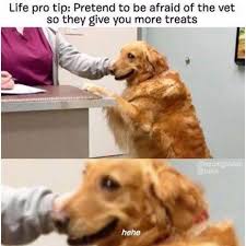 Lets take a look at top 28 dog memes golden retrievers. Heartofadoggo On Twitter Heartofadoggo Dog Pet Meme Memes Golden Retriever Vet Treats Funny
