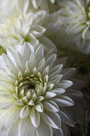 Chrysanthemums Amazing Flowers Chrysanthemum Beautiful Flowers